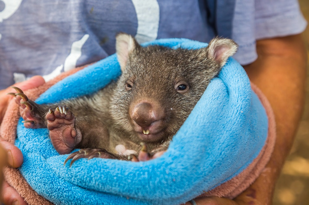 Cuddle a wombat