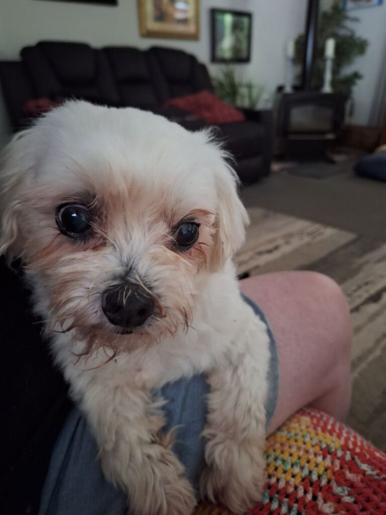 Little dog at Sanctuary for Senior Dogs Brisbane