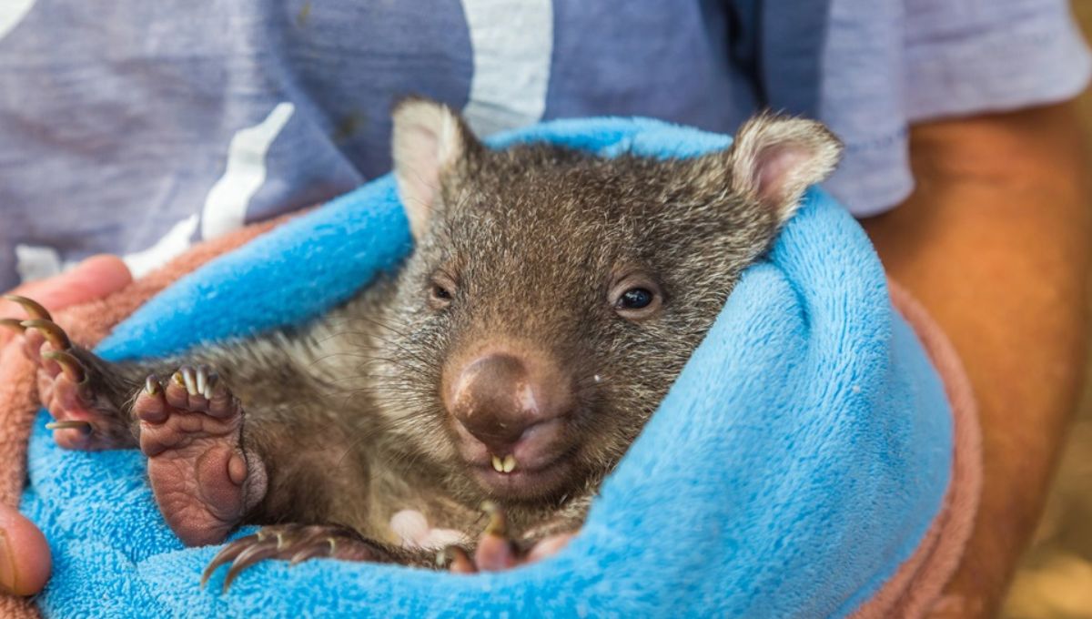 Cuddle a Wombat - Caboolture Library