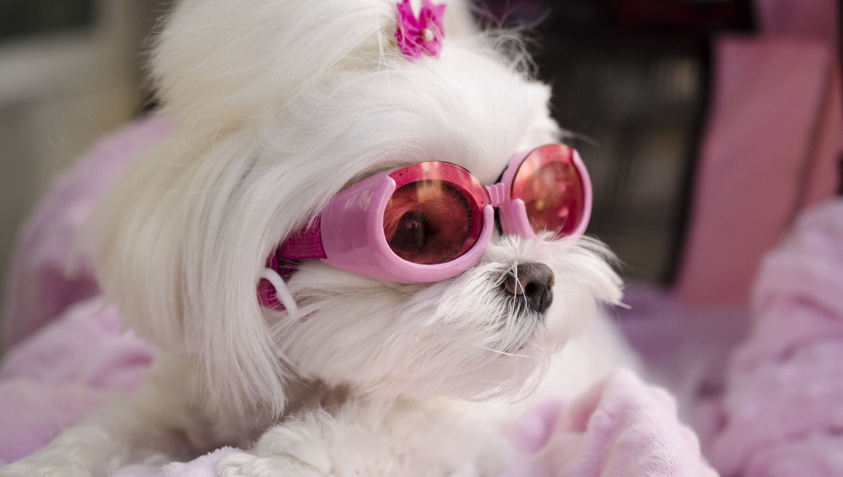 Creative photo of posh dog with sunglasses