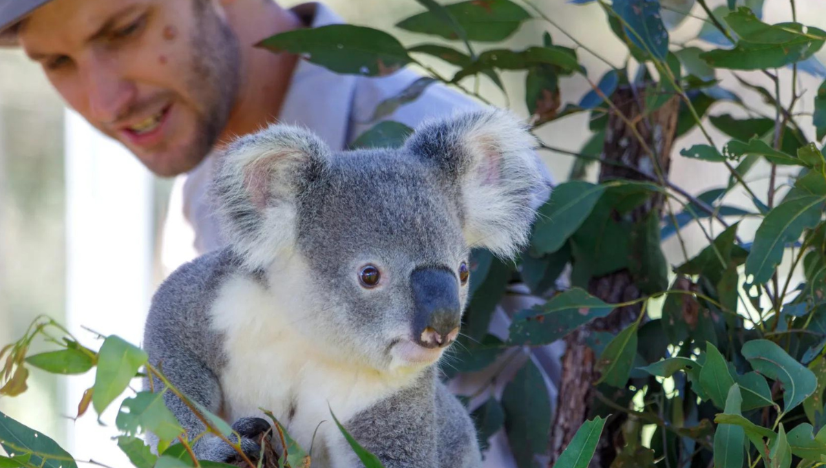 Photo of Ben Bawden and a cute koala