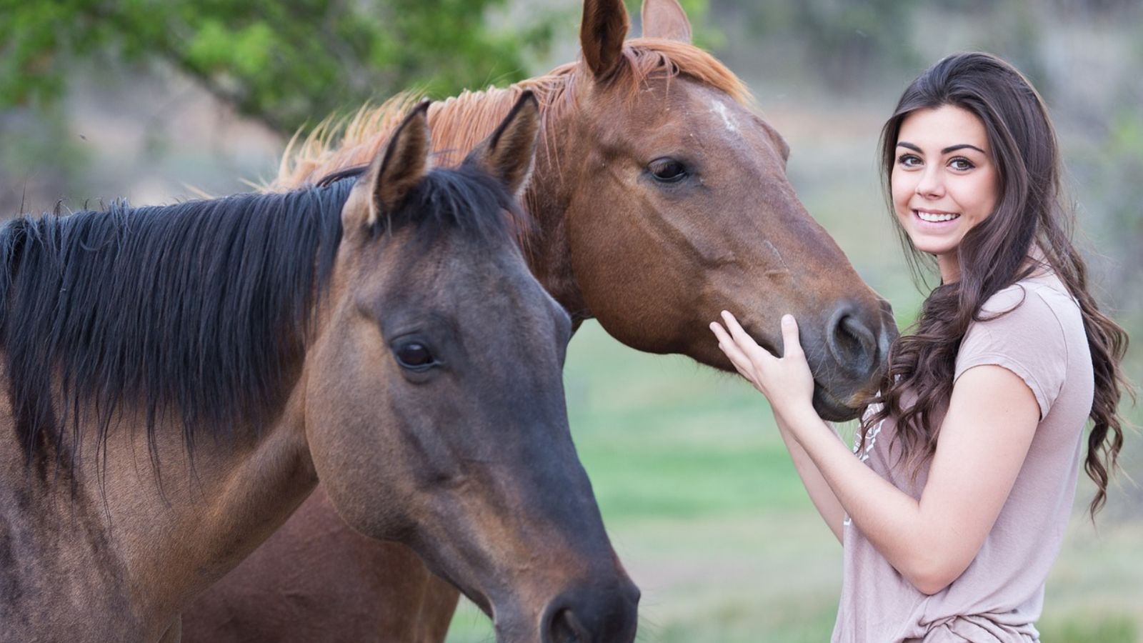 horses